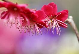 Image result for AZ Spring Flowers