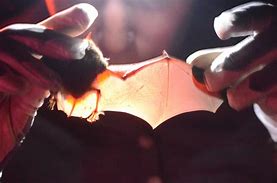 Image result for Wisconsin Bats Species