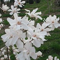 Image result for Magnolia loebneri Vanilla Pearls