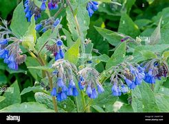 Résultat d’images pour Symphytum grandiflorum Hidcote Blue