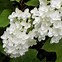 Image result for Hydrangea querc. Snowflake