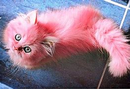 Image result for Rose Gold Cat Real