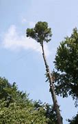 Image result for What Part of Arkansas Has Cypress Trees