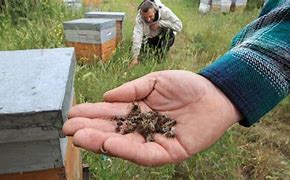 Image result for Pesticides Killing Bees
