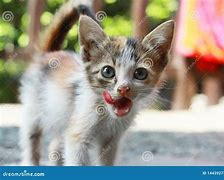Image result for Margerum Chaton Heureux Cuvee