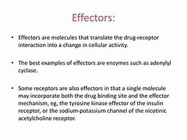 Image result for What Are Effectors