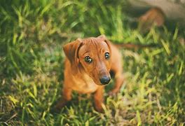 Image result for Funny Dachshund Wallpaper