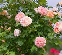 Image result for Climbing Rose Vines