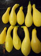 Image result for Yellow Crookneck Squash Varieties
