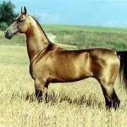 Image result for Akele Teke Horse