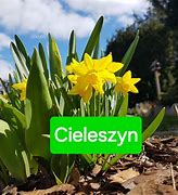 Image result for cieleszyn