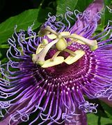 Image result for Passion Fruit Seeds Edible