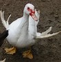 Image result for Duck with Angel Wing