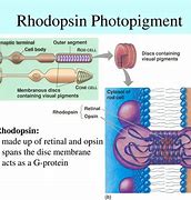 Image result for Photopigment