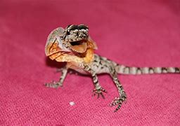 Image result for Big Dragon Lizard