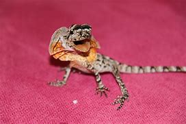 Image result for Austraian Dragon Lizard