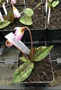Image result for Erythronium dens-canis Rose Queen