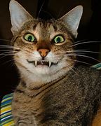 Image result for Cat Smiling with Mouth Open