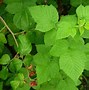 Image result for Rubus idaeus Ottawa