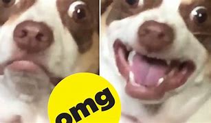 Image result for Cringy Dog Faces Memes