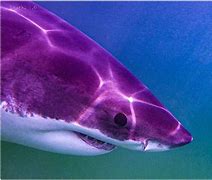 Image result for Great White Shark Eyes