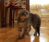 Image result for Cracked Out Wall Kitten
