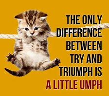 Image result for Cute Animals with Silly Quoes