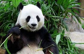 Image result for Panda Eating Something Other than Bamboo