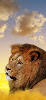 Image result for Lion iPhone Wallpaper Max XS