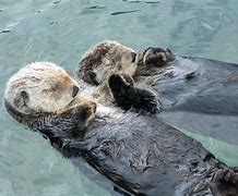Image result for Otter Raft
