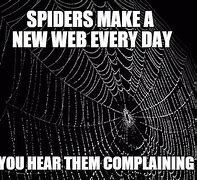 Image result for Spider Web Meme