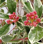 Image result for Photinia fraseri PINK MARBLE Cassini