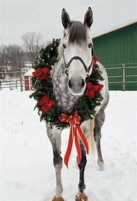 Image result for Merry Christmas Beautiful Horses
