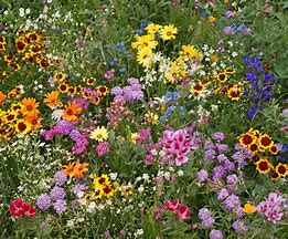 Image result for All Perennial Wildflower Seed Mix