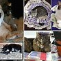 Image result for Rich Fat Cat