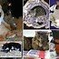 Image result for Rich Cat Meme