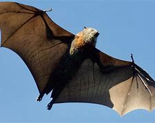Image result for Pipistrelle Bat Guano