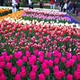 Image result for Tulip Garden Holland