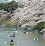 Image result for Cherry Blossom Season