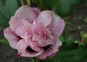 Image result for Hibiscus syriacus Leopoldii