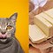 Image result for Cat Eating Butter