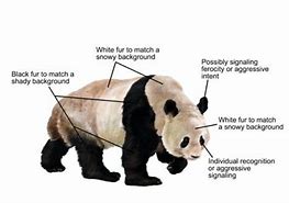Image result for Panda Bear Markings