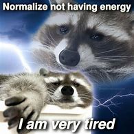 Image result for Raccoon Hat Meme