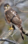 Image result for Sharp-shinned Hawk