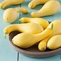 Image result for Yellow Crookneck Squash