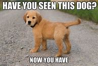 Image result for Have You Seen My Dog Meme
