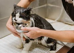 Image result for Chewy Cat Grooming