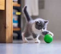 Image result for Cat Play Ball