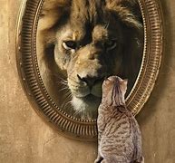 Image result for Cat Lion Mirror Reflection