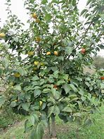 Image result for persimmon tree picture.